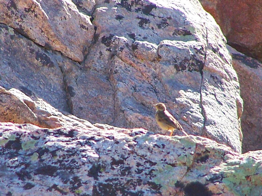 AMERICAN PIPIT by Aquila-chrysaetos is licensed under CC BY-NC 2.0